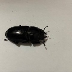 オオクワガタ　♂♀1ペア(阿古谷)の画像