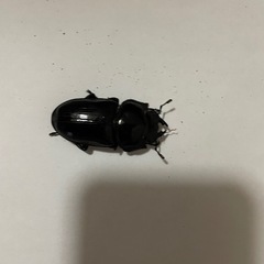 オオクワガタ　♂♀1ペア(阿古谷)の画像