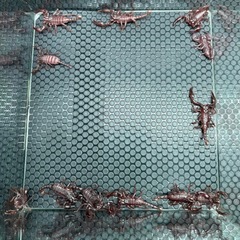 チャグロサソリ🦂　生後３ヶ月ベビーの画像