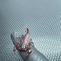 チャグロサソリ🦂　生後３ヶ月ベビーの画像