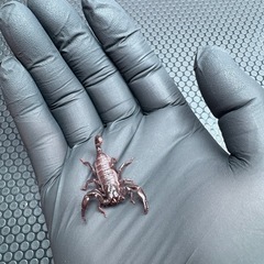 チャグロサソリ🦂　生後３ヶ月ベビーの画像