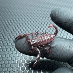 アジアンフォレストスコーピオン🦂　生後３ヶ月ベビーの画像