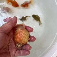 ピンポンパール10匹の画像