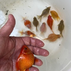 ピンポンパール10匹の画像