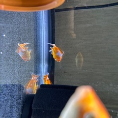 更紗和金の画像