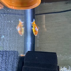 更紗和金の画像