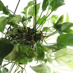 インテリア観葉植物　斑入りポトス　大株　6号吊り鉢の画像