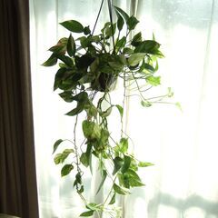 インテリア観葉植物　斑入りポトス　大株　6号吊り鉢の画像