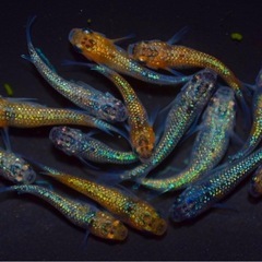 限定セット【蒼煌】の画像