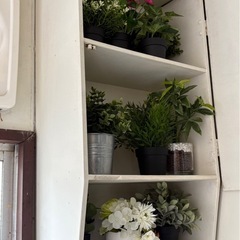 0円‼️観葉植物 好きなだけあげます‼️明日‼️の画像