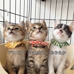 🌸里親募集中🌸 子猫3兄妹 生後1ヶ月ぐらい 