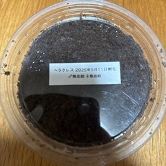 ヘラクレスオオカブト初令〜2令の画像