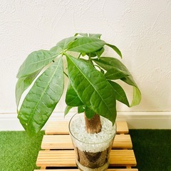 パキラ　観葉植物　ハイドロカルチャーの画像