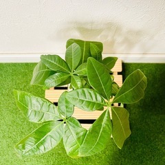 パキラ　観葉植物　ハイドロカルチャーの画像