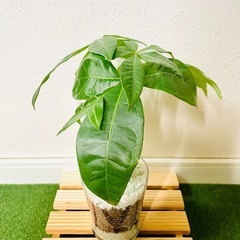 パキラ　観葉植物　ハイドロカルチャーの画像