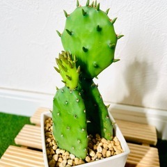 オプンチア　ウチワサボテン　多肉植物　鉢植え　そのまま飾れる　無機質の土【Ｄ】の画像