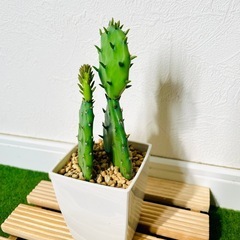 オプンチア　ウチワサボテン　多肉植物　鉢植え　そのまま飾れる　無機質の土【Ｄ】の画像
