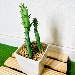 オプンチア　ウチワサボテン　多肉植物　鉢植え　そのまま飾れる　無機質の土【Ｄ】の画像