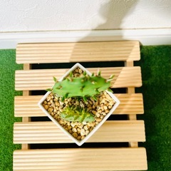 オプンチア　ウチワサボテン　多肉植物　鉢植え　そのまま飾れる　無機質の土【Ｄ】の画像