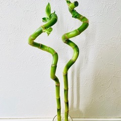 スパイラルバンブー　観葉植物　ハイドロカルチャーの画像