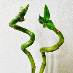 スパイラルバンブー　観葉植物　ハイドロカルチャーの画像