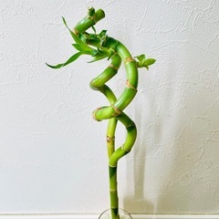 スパイラルバンブー　観葉植物　ハイドロカルチャーの画像