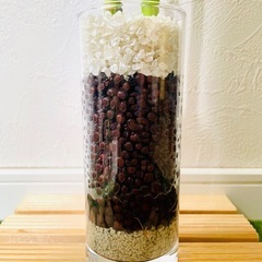 スパイラルバンブー　観葉植物　ハイドロカルチャーの画像