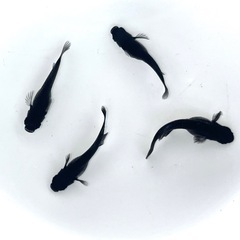 現物販売 妲己(だっき)メダカ ヒカリ体型 若魚2ペア 黒ヒレ(ヒレが長くならなかった為お安くしています)※2025年生まれの画像