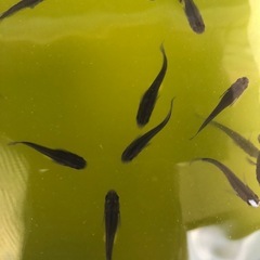 オロチめだかの画像