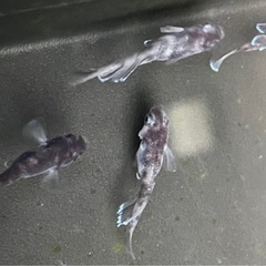 オセロ･若魚1ペア〜メダカ めだかの画像