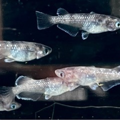 オセロ･若魚1ペア〜メダカ めだかの画像