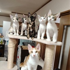 辛い思いを乗り越えて子猫だらけの里親会に参加します⭐︎