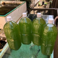 🟩GREEN WATER🟩＊＊メダカぐんぐん‼︎ 2,000mlの画像