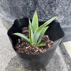 アガベ子株の画像