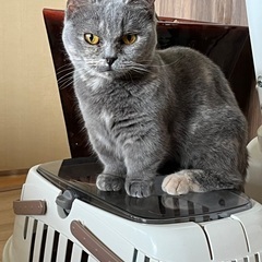 短足のマンチカンの女の子
