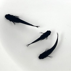 現物販売 妲己(だっき)メダカ 黒ヒレ 若魚1ペア＋メス1匹 ※2025年生まれ  奥の画像