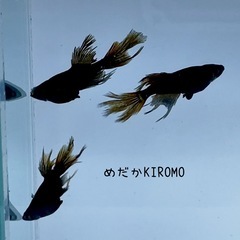 現物販売 妲己(だっき)メダカ 黒ヒレ 若魚1ペア＋メス1匹 ※2025年生まれ  奥の画像