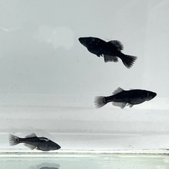 現物販売 妲己(だっき)メダカ 黒ヒレ 若魚1ペア＋メス1匹 ※2025年生まれ  奥の画像