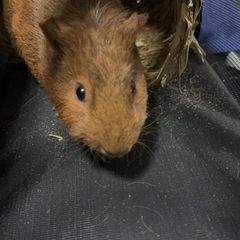 モルモット 4ヶ月 決定しました - 日立市