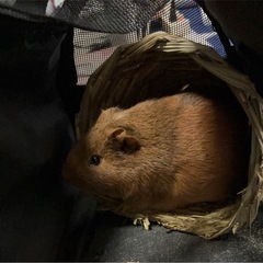 モルモット 4ヶ月 決定しました