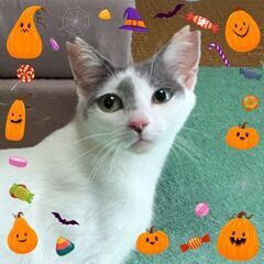9/26お見合い予定 (代理投稿)ねこちゃん