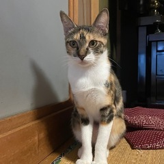 エマちゃん避妊手術済 約1歳半