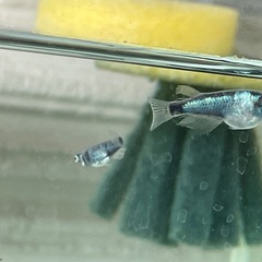 【お取引中】蒼黒(そうこく)10匹の画像