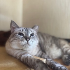 成猫里親募集中です