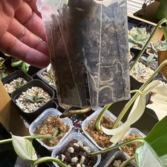 斑入りモンステラ　アルボ　バリエガータの画像