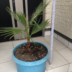 ワシントンヤシ　鉢付き　手渡しの画像