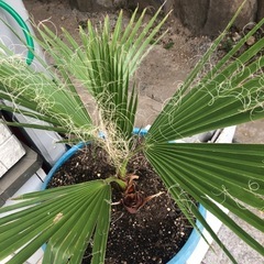 ワシントンヤシ　鉢付き　手渡しの画像