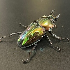 特別カラー紫紺系グリーンニジイロクワガタ　成虫ペア（欠品中）の画像