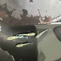 メダカ（エメキン）1ペアの画像