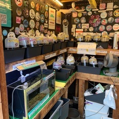 【五桜メダカ】 9月13日　3連休中全品SALE価格　横須…